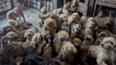 RSPCA says 250 dogs found crammed into one home
