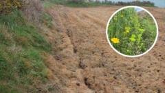 Farming family told to pay £19,000 after damaging rare flowers
