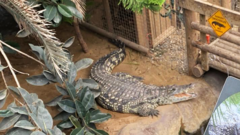 Boy, 3, had five surgeries after crocodile attack