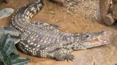 Boy attacked by crocodile is smiling again – parents